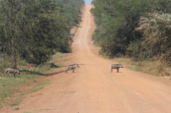 How do you describe a wart hog? Little ugly creatures that prance around as if they are wearing high heels.