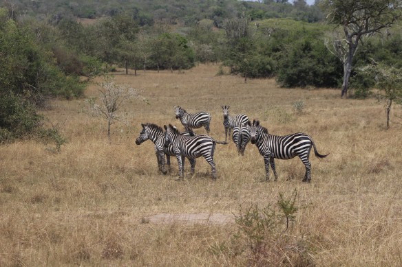 How do you know which zebra is male? He is the first one in the herd to stop and look back at us, and usually the last one in the group.