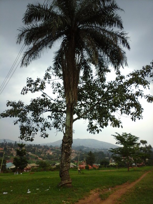 Independece Park Tree